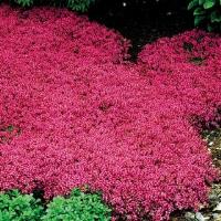 Red mulch image 1